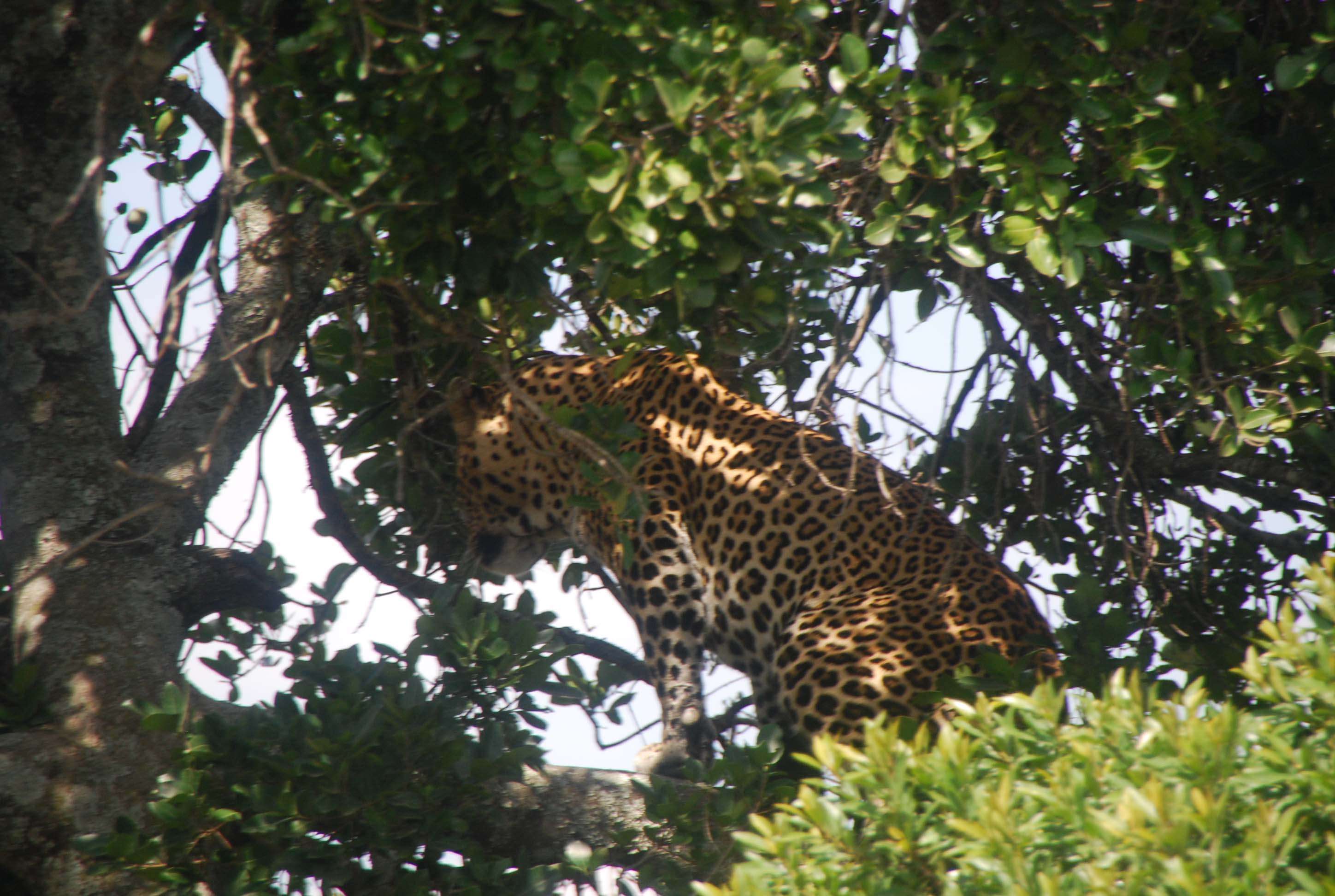 7 guepardos, 2 rinos con mal genio y un leopardo - Regreso al Mara - Kenia (20)