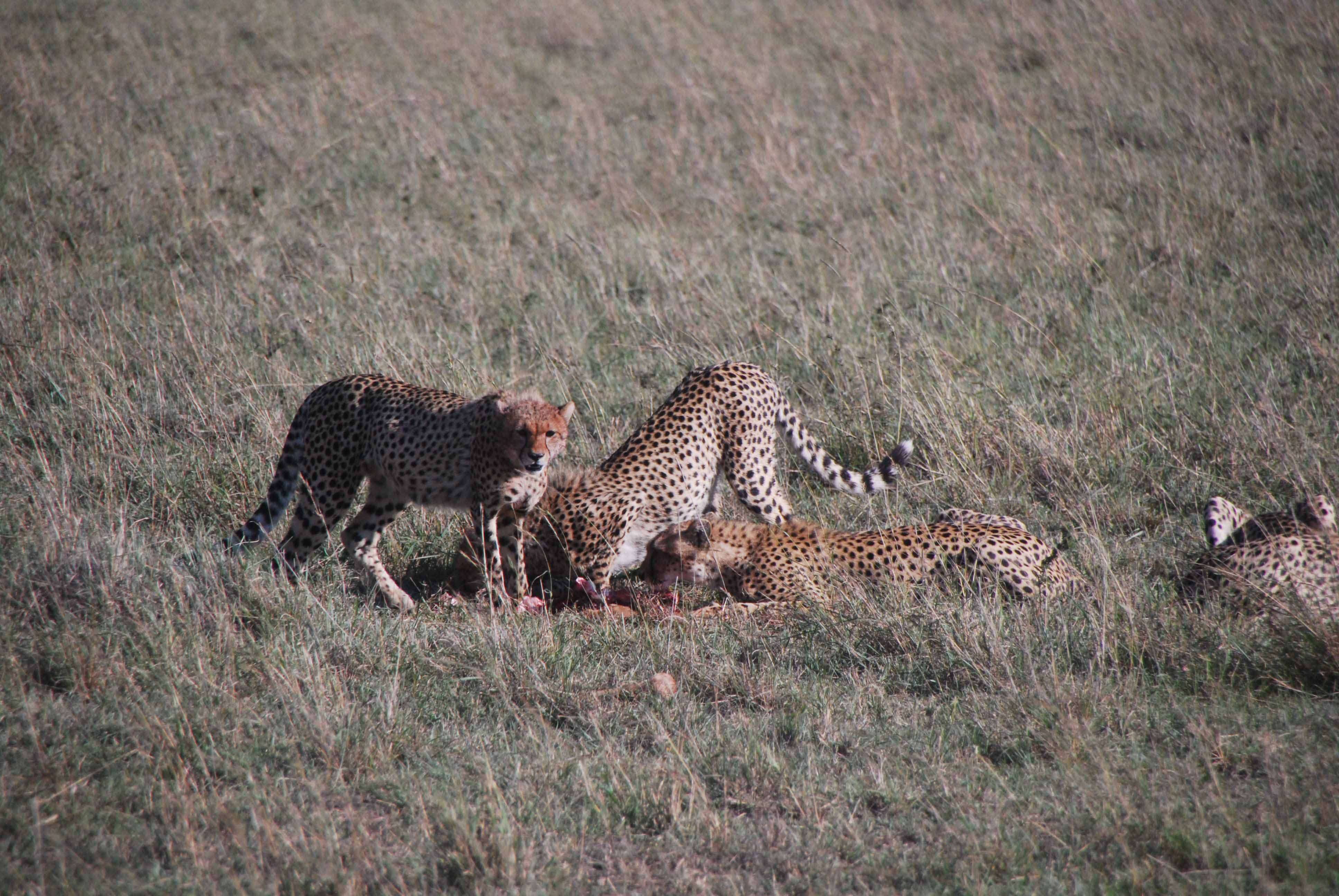 Regreso al Mara - Kenia - Blogs de Kenia - 7 guepardos, 2 rinos con mal genio y un leopardo (12)
